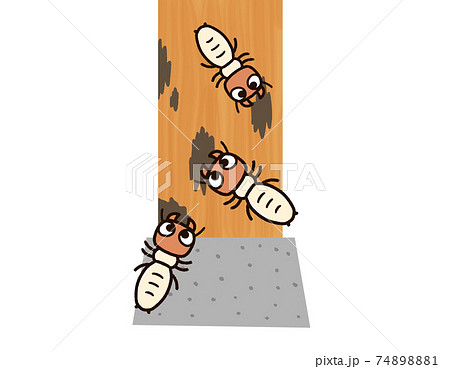 柱を食べるシロアリ 柱を食べるシロアリ 74898881