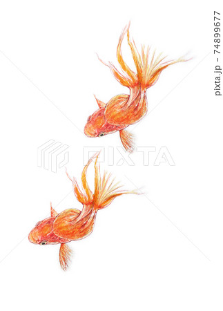 金魚2匹のイラスト素材