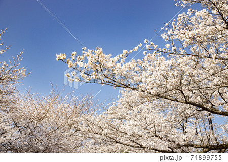 川越水上公園の桜並木の写真素材