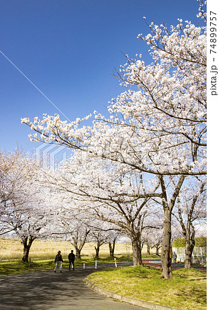 川越水上公園の桜並木の写真素材