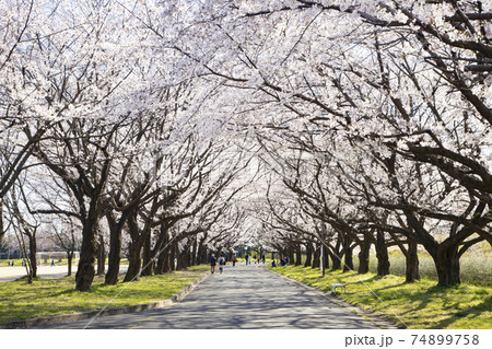 川越水上公園の桜並木の写真素材