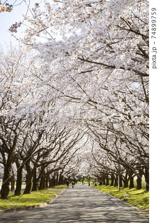 川越水上公園の桜並木の写真素材