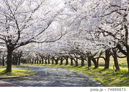 川越水上公園の桜並木の写真素材