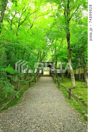 京都 竹の寺 地蔵院 京都 竹の寺 地蔵院 74899928