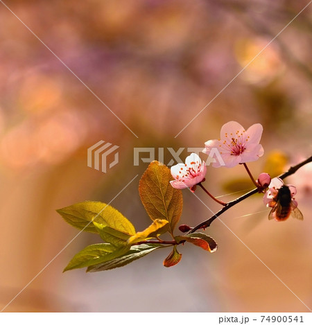 Spring flowers. Beautifully blossoming tree branch. Japanese Cherry - Sakura and sun with a natural colored background. 74900541
