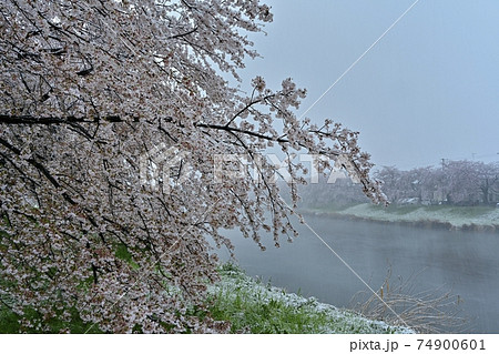 雪降る元荒川畔の桜並木 74900601
