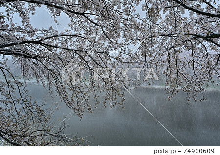 雪降る元荒川畔の桜並木 雪降る元荒川畔の桜並木 74900609