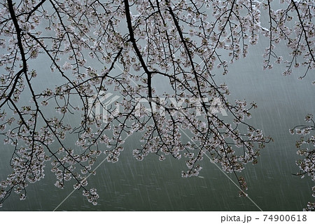 雪降る元荒川畔の桜並木 74900618