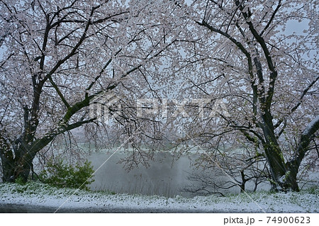 雪降る元荒川畔の桜並木 74900623