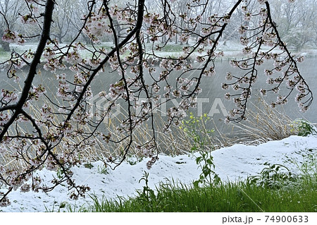 雪降る元荒川畔の桜並木 74900633