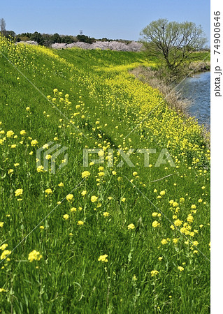 元荒川畔の菜の花に桜並木 元荒川畔の菜の花に桜並木 74900646