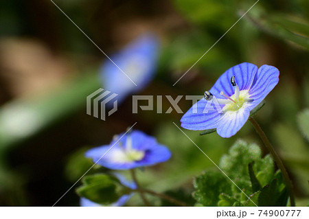 青い小さな花 オオイヌノフグリの写真素材