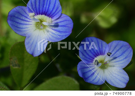 青い小さな花 オオイヌノフグリの写真素材