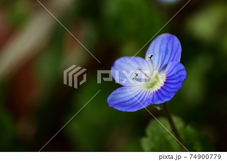 青い小さな花 オオイヌノフグリの写真素材