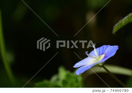 青い小さな花 オオイヌノフグリの写真素材