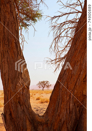 Namib desert 74900889