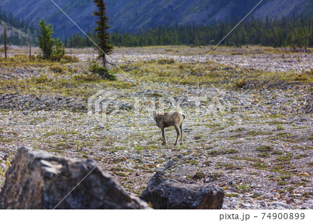 Mountain goat Mountain goat 74900899