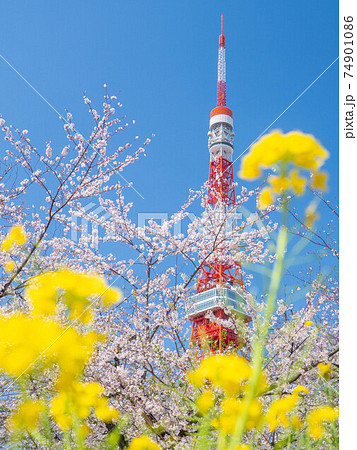 4月東京・港区 東京タワーと桜と菜の花 4月東京・港区 東京タワーと桜と菜の花 74901086