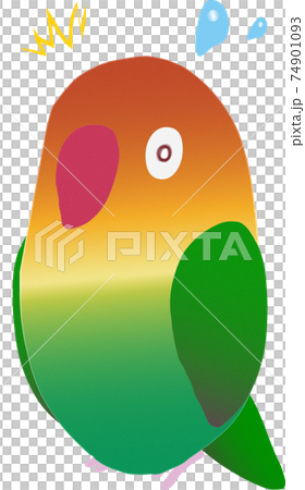 Surprised Ruri Koshi Button Parakeet Surprised Ruri Koshi Button Parakeet 74901093