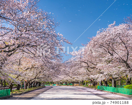 4月東京・台東区　上野公園(上野恩賜公園)の桜 74901188