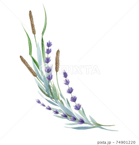 Lavender flowers and wild herbs. Organic Lavandula herb stems with buds and green leaves watercolor illustration. Isolated on white background. Medical and aroma lilac herb botanical drawing 74901220