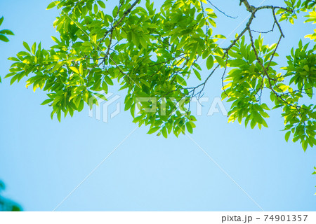 さわやか春の芽吹き 新緑 さわやか春の芽吹き 新緑 74901357