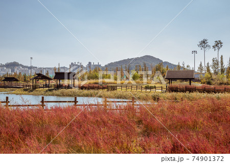 Autumn of Gaetgol Eco Park in Siheung, Korea 74901372