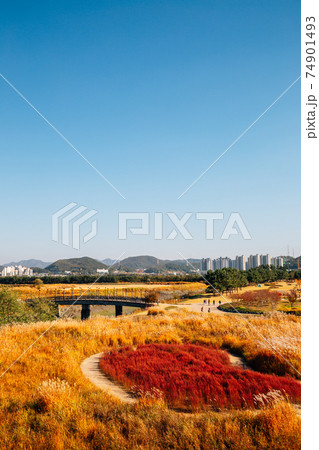Panoramic view of dry reed field. Autumn of Gaetgol Eco Park in Siheung, Korea Panoramic view of dry reed field. Autumn of Gaetgol Eco Park in Siheung, Korea 74901493