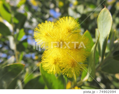 パールアカシア 74902094