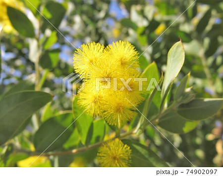 パールアカシア 74902097