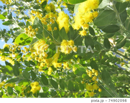 パールアカシア 74902098