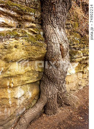 An old tree and rock. An old tree and rock. 74902214