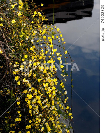 江ノ口川の岸辺に咲いた黄梅の花 74902329