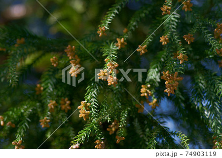 花粉症 スギ花粉 杉の花の写真素材