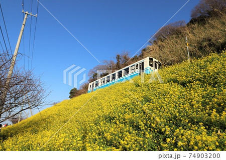 絵になる駅 下灘駅 菜の花畑 絵になる駅 下灘駅 菜の花畑 74903200
