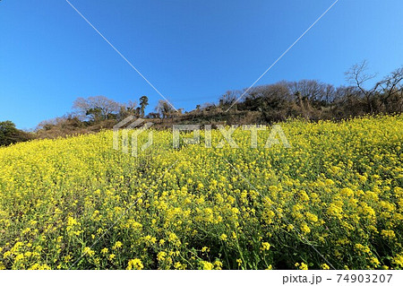 絵になる駅　下灘駅　菜の花畑 74903207