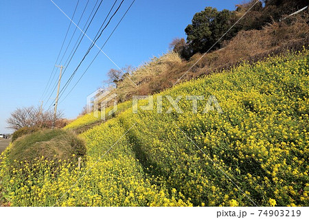 絵になる駅　下灘駅　菜の花畑 74903219