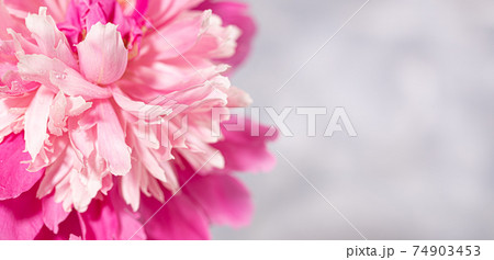 Beautiful fresh delicate pink peony flower close-up on grey background with copy space. Valentine's day, Mother's day, Women's Monthly, International Women's day, wedding. Top view. Soft focus. Beautiful fresh delicate pink peony flower close-up on grey background with copy space. Valentine's day, Mother's day, Women's Monthly, International Women's day, wedding. Top view. Soft focus. 74903453
