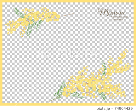 ミモザの手描きイラスト/フレーム 74904429