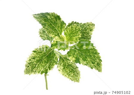 カラミンサ 74905102