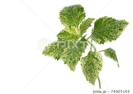 カラミンサ 74905103