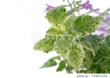 カラミンサ 74905105