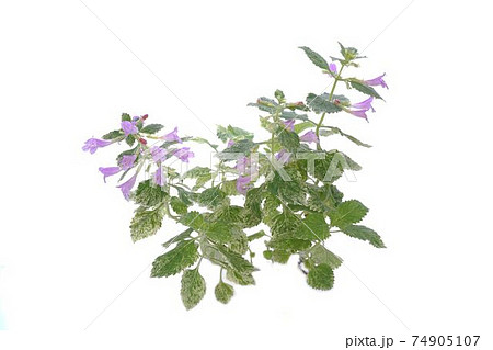 カラミンサ 74905107