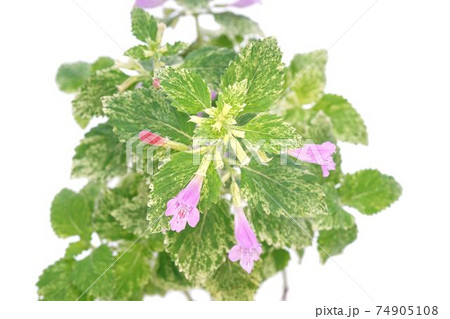 カラミンサ 74905108