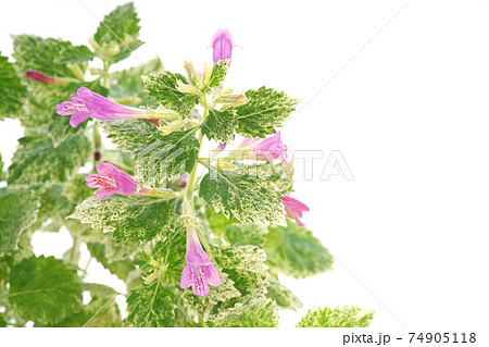 カラミンサ 74905118