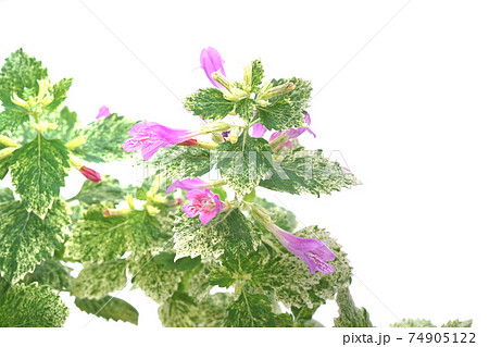 カラミンサ 74905122