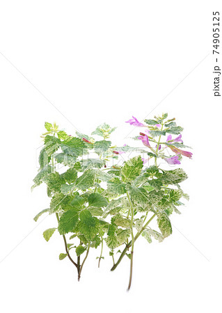 カラミンサ 74905125