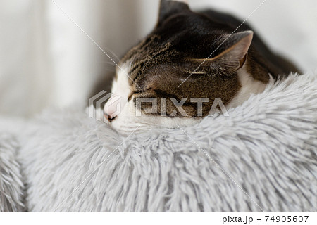 可愛い寝顔 キジトラ猫の写真素材
