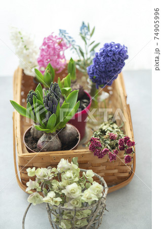 ヒヤシンス ヒヤシンス 74905996