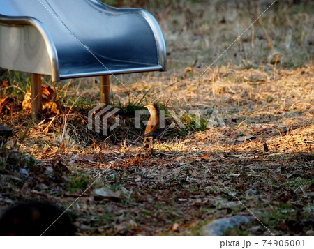 夕日を見つめるシロハラ(メス) 夕日を見つめるシロハラ(メス) 74906001